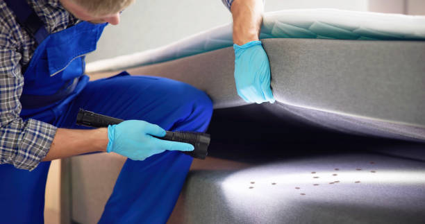 Best Ant Control Services  in Scotland Neck, NC