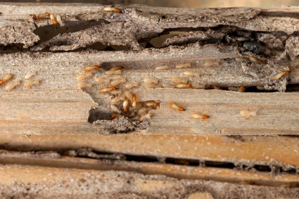 Reliable Scotland Neck, NC Pest Control Solutions